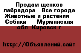 Продам щенков лабрадора - Все города Животные и растения » Собаки   . Мурманская обл.,Кировск г.